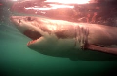 Shark mauls woman in Sydney Harbour