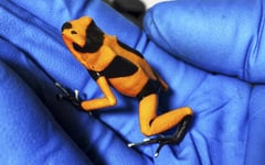 130 poisonous frogs seized at Bogota airport