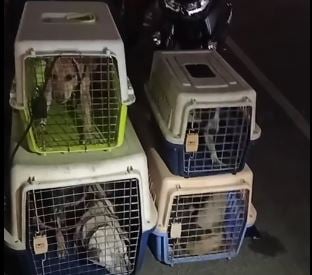 Vlogger rescues ‘abandoned’ animals