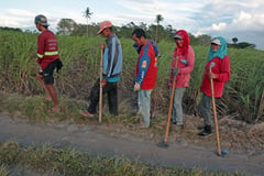 Gov’t eyes direct sugar purchase from local farmers

