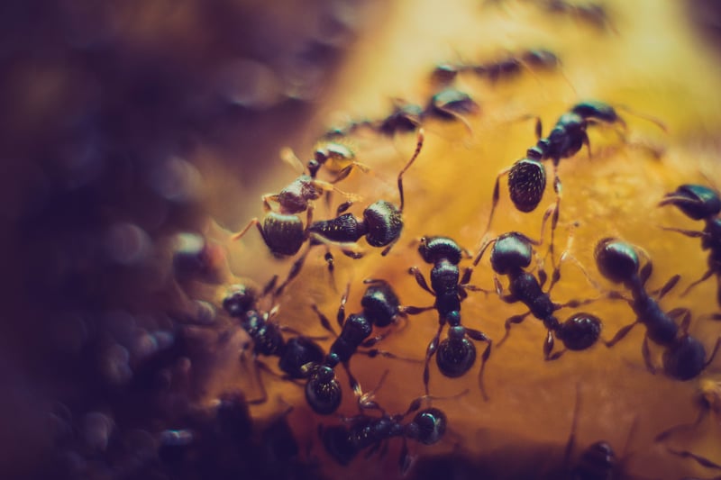 How an invasive ant caused lions to change their diet