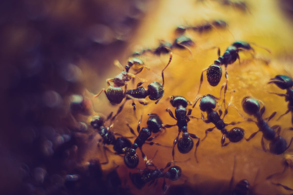 How an invasive ant caused lions to change their diet