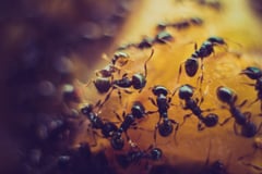 How an invasive ant caused lions to change their diet
