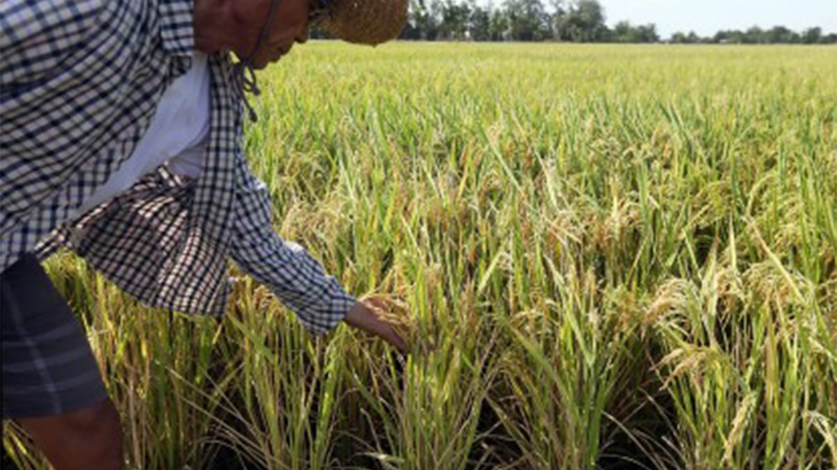 Farmers gear for El Niño