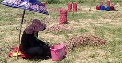 Nueva Ecija onion farmers brace for armyworms