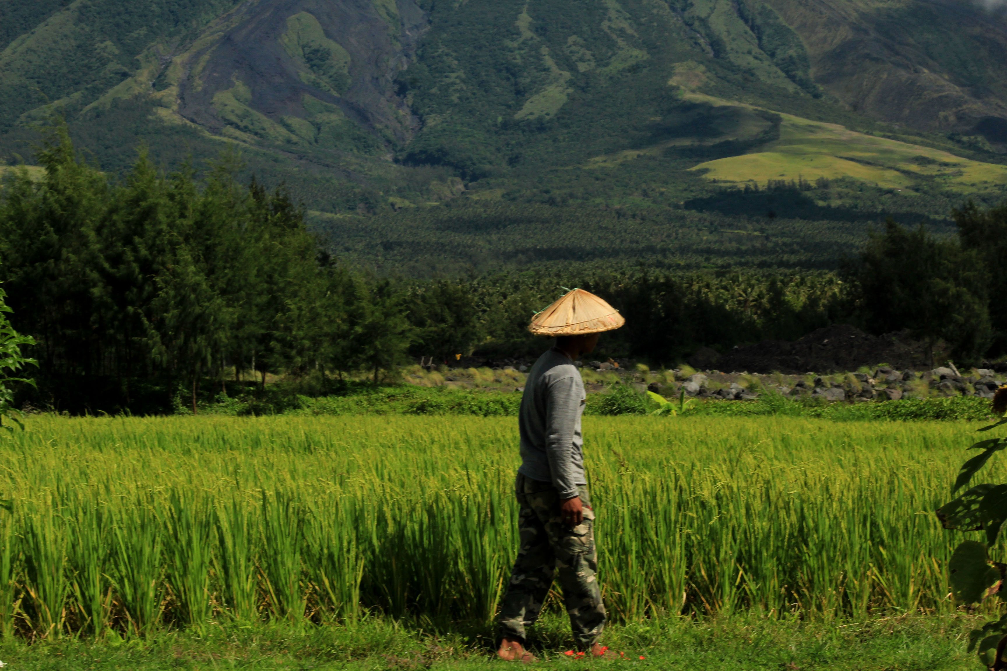  P600-M cash aid given to Bicol farmers

