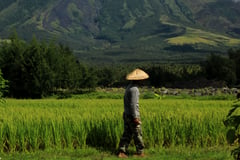 P600-M cash aid given to Bicol farmers