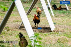 Breeding roosters yield decent profit