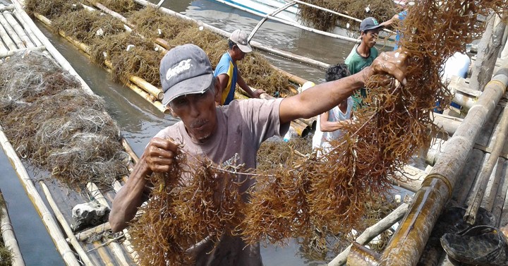 DA gears support for local seaweed farmers