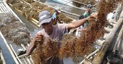 DA gears support for local seaweed farmers