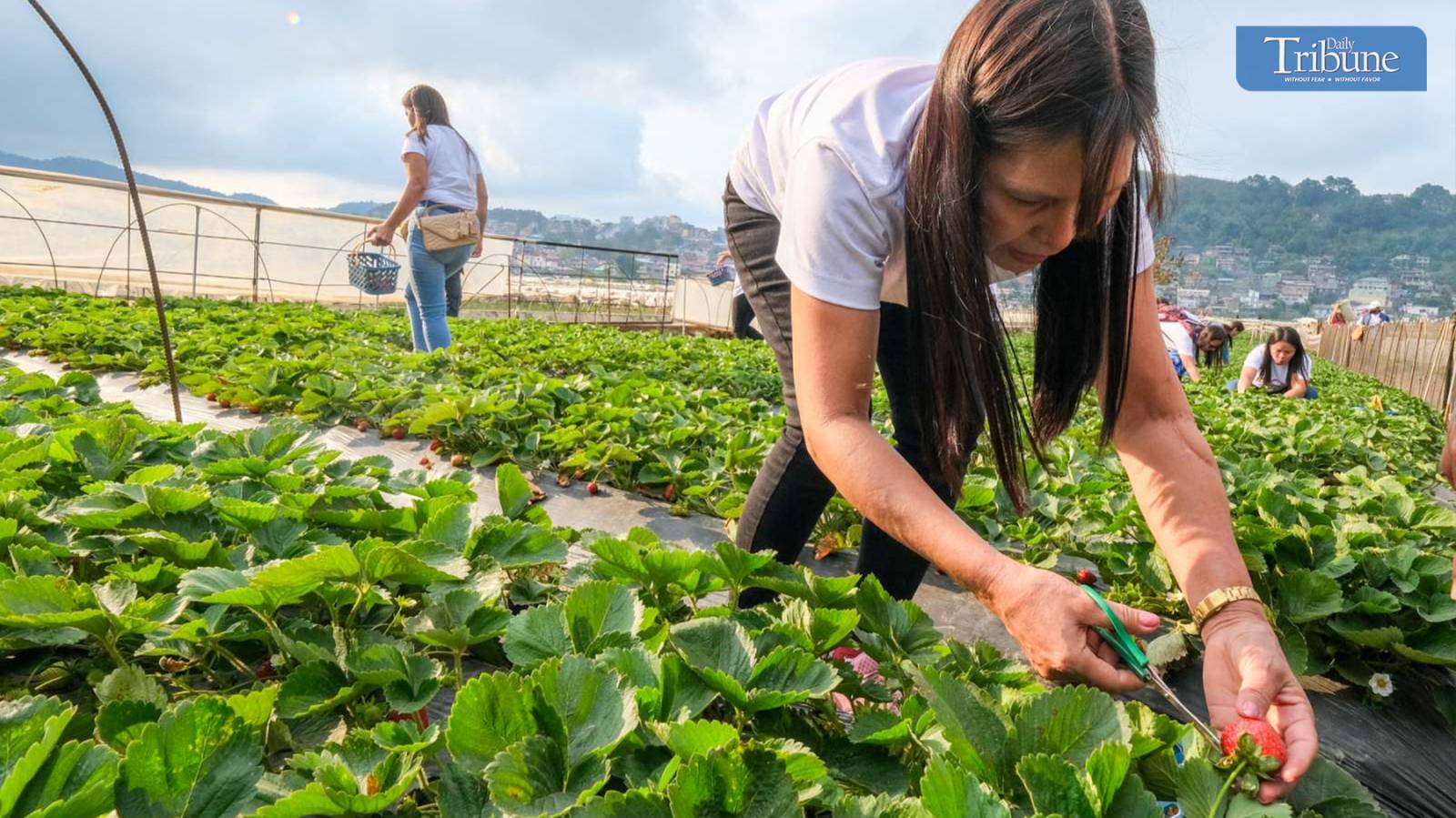 The joy of picking strawberries in La Trinidad 