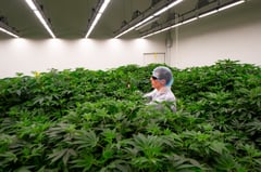 DOH advocates against medical marijuana use

