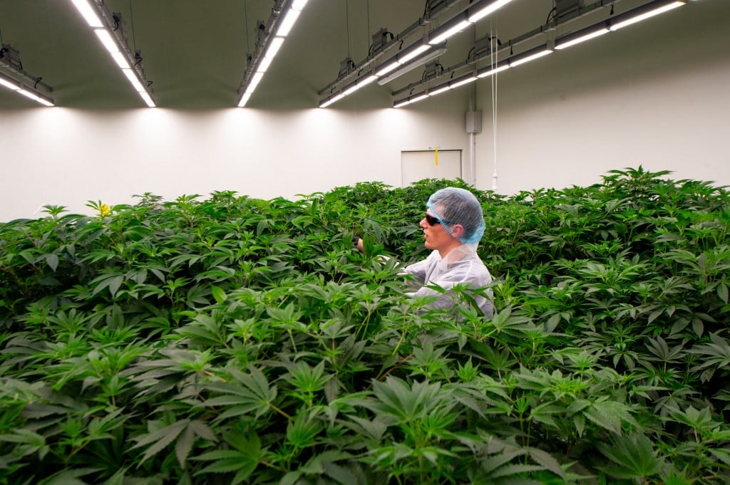 DOH advocates against medical marijuana use