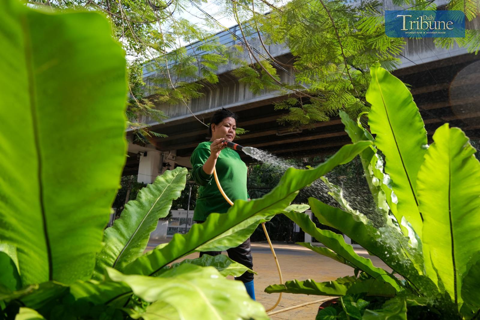 Park employee preserves greenery amid drought