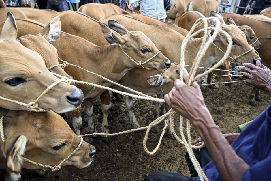DA implements temporary ban on live cattle imports from LSD-affected countries
