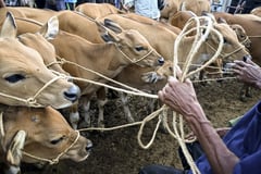 DA implements temporary ban on live cattle imports from LSD-affected countries