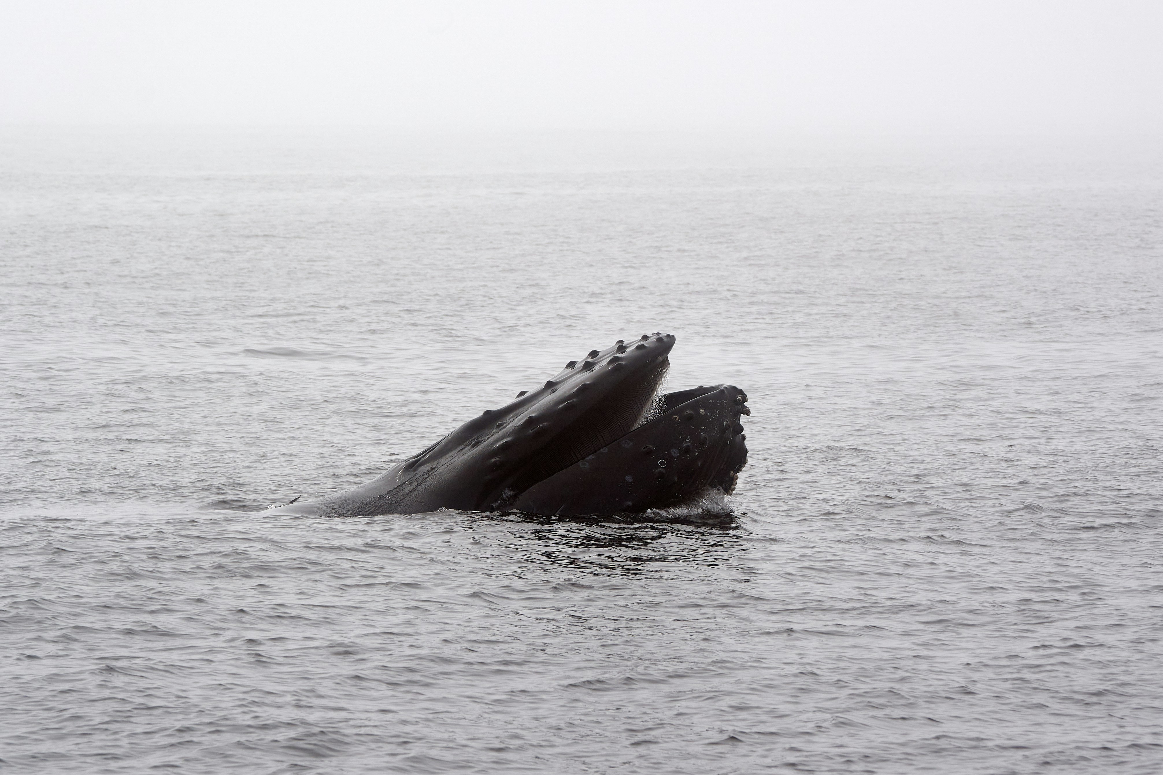 Whales 'cannot out-sing' human noise pollution
