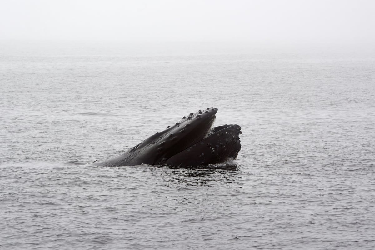 Whales 'cannot out-sing' human noise pollution