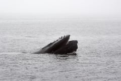 Whales 'cannot out-sing' human noise pollution