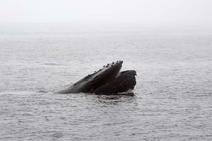 Whales 'cannot out-sing' human noise pollution