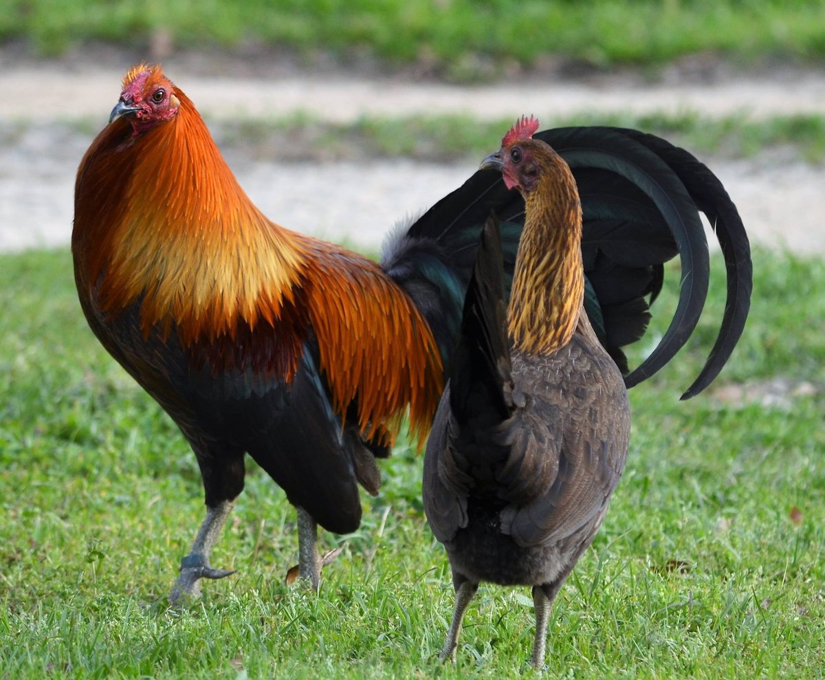 Imported gamefowl from US tested negative for bird flu