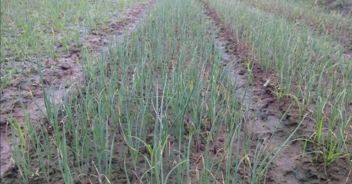El Niño logs P109-M agri damage to Antique crops