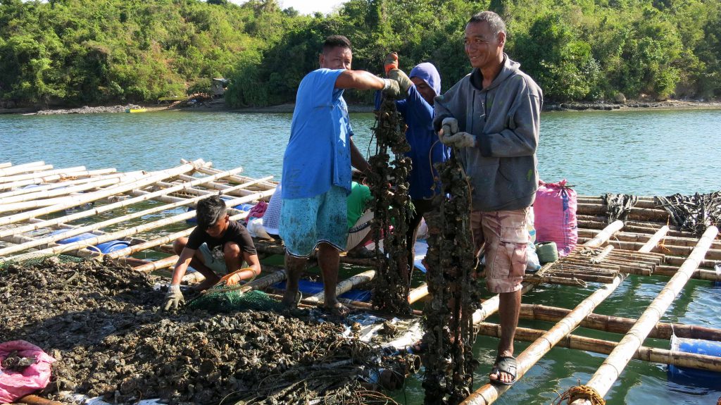 Pangasinan’s oyster production uses modified bamboo raft  