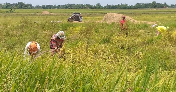 P1-M subsidy to aid Negros Oriental rice farmers