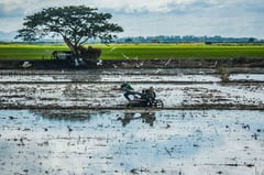 DA, IRRI collaborate to boost Philippine rice production