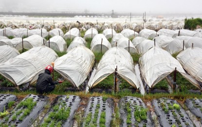 Benguet capital assures enough strawberries 