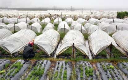 STRAWBERRY FARMS. A farmer tends to a strawberry farm in La Trinidad, Benguet located about 6 kilometers from Baguio City in this undated photo.