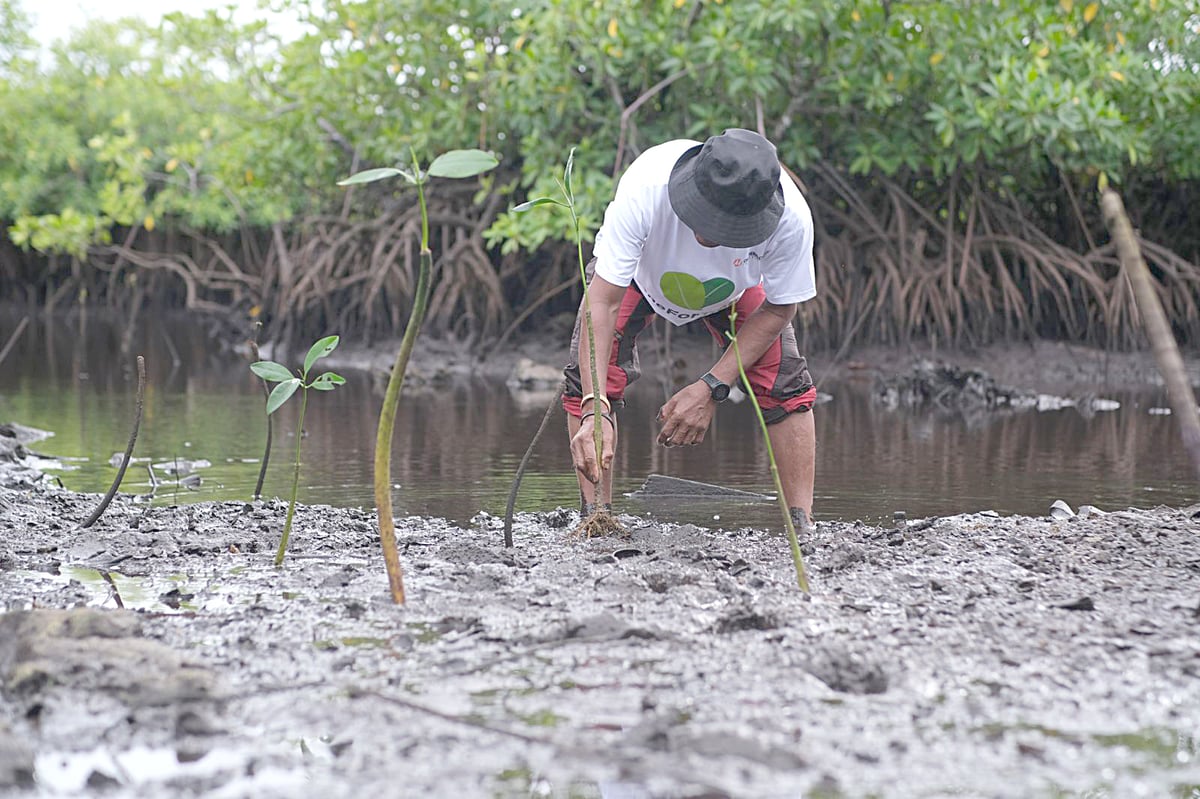 A KAMAMANA member plants a mangrove propagule along Del Carmen’s coast.
