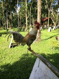 Hampering of US imported gamefowls step in mitigating bird flu spread - DA chief