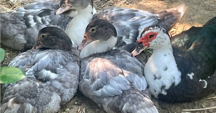 Benguet successfully clears 2-year bird flu battle
