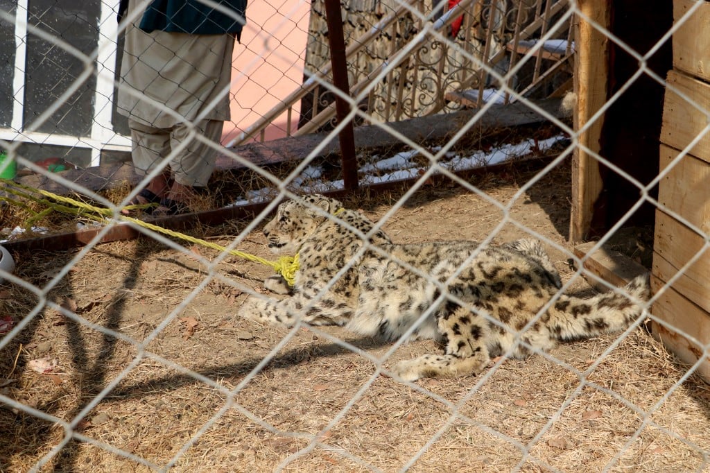 Afghan authorities capture rare snow leopard after livestock killed