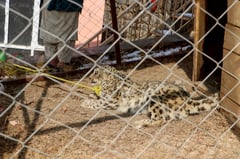 Afghan authorities capture rare snow leopard after livestock killed