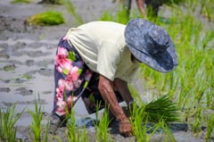 NIA implements P5.133-B irrigation project in North Cotabato