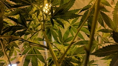 Road accident leads to marijuana haul