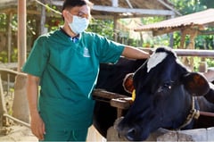 Increased number of dairy animals needed to boost local milk production - NDA