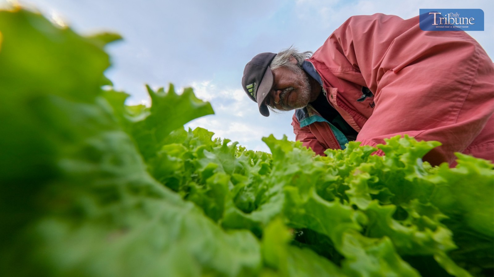Butterhead lettuce for sale