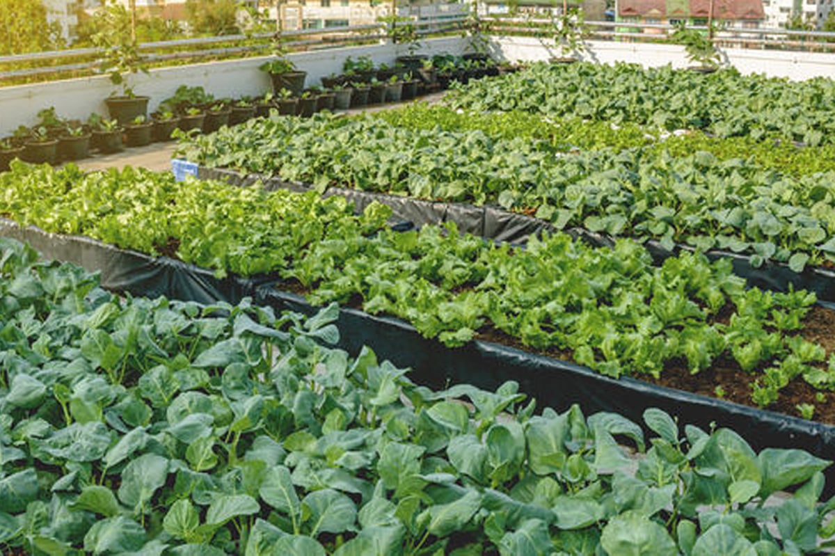 Angono shifts to urban farming