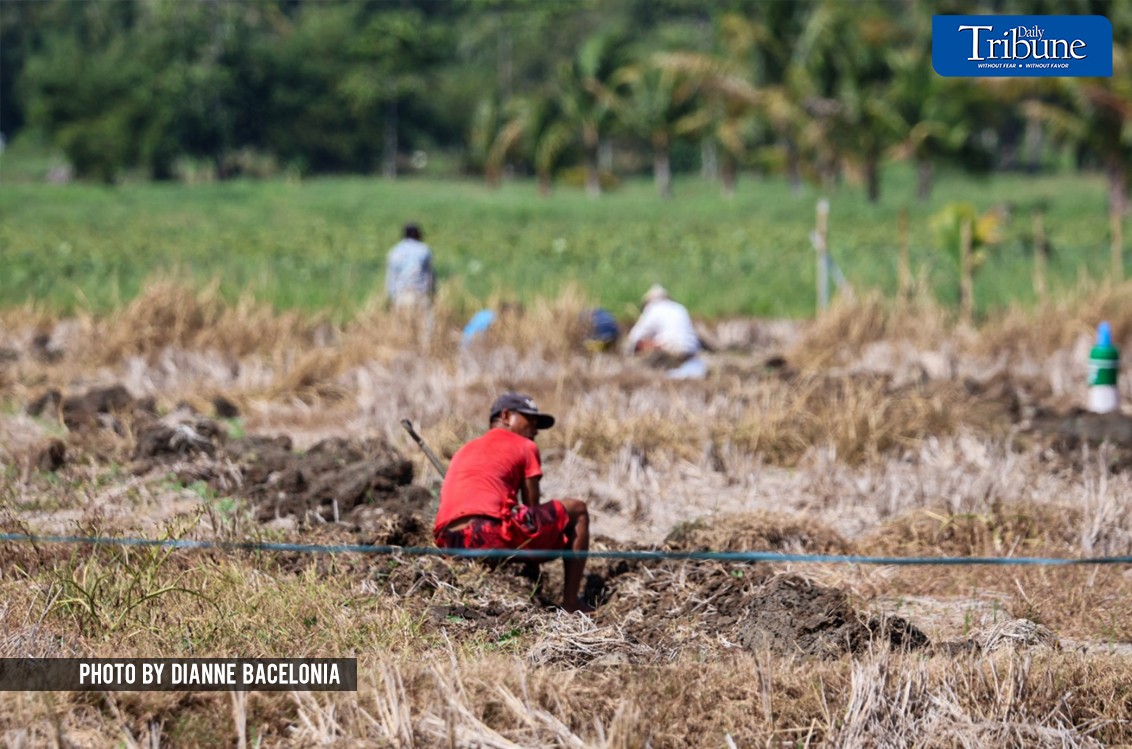 North Cotabato farmers plant veggies in lieu of rice