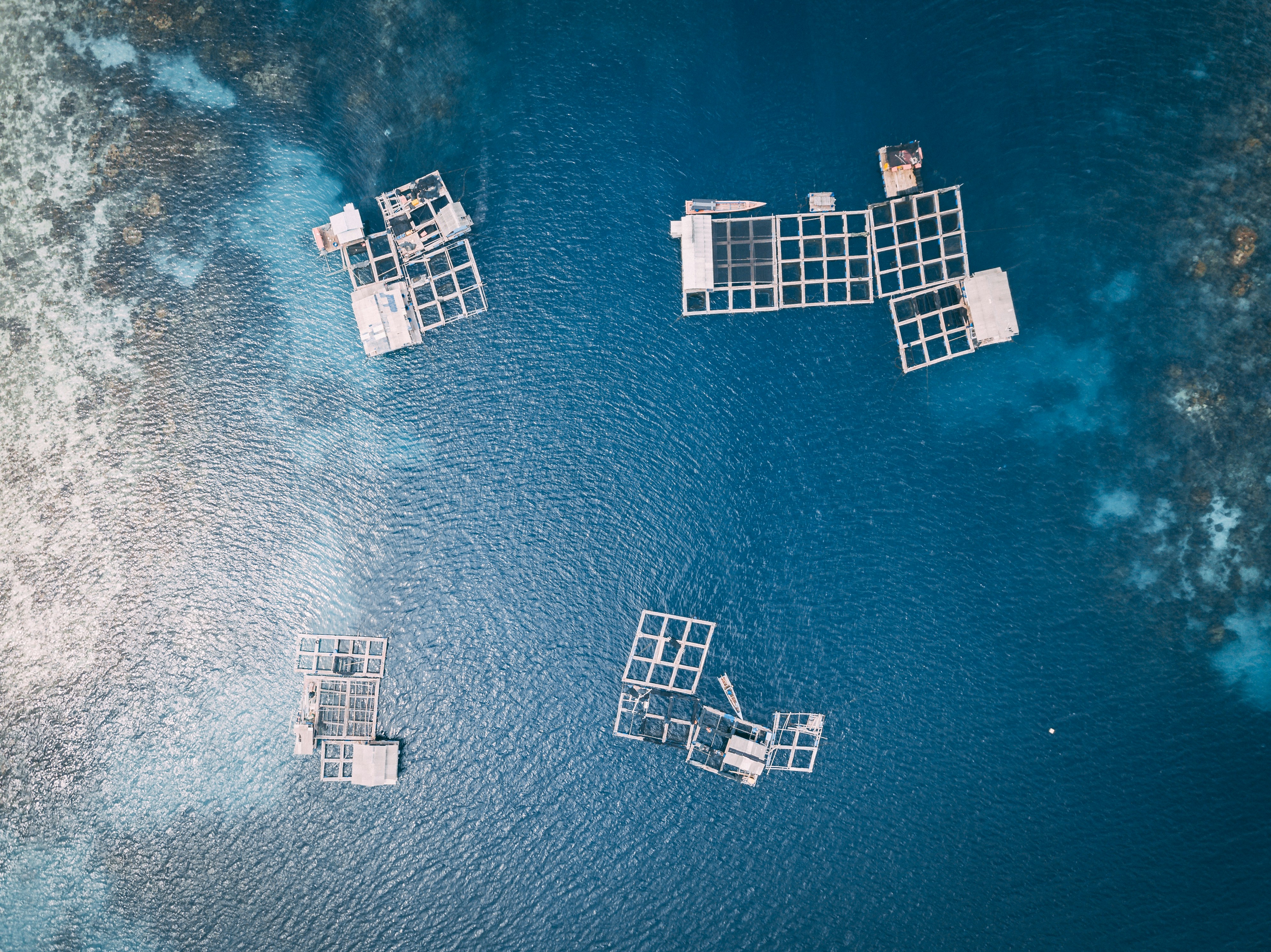 DA to aid aquaculture growers 