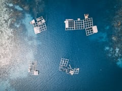 DA to aid aquaculture growers