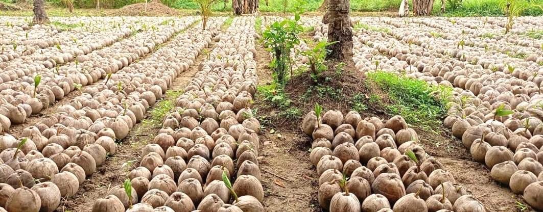 8.5-M coconut seedlings to be planted this year