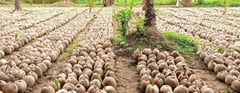 8.5-M coconut seedlings to be planted this year