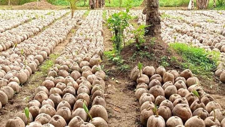 8.5-M coco seedlings sowed this year — PCA