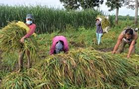 PSA: Agri sector grew by 1.2% in Q4 of 2023