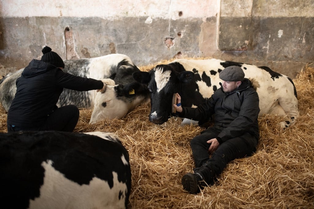 Raw cow's milk infected with bird flu sickens mice, shows study