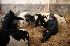 Bird flu detected in US dairy cattle